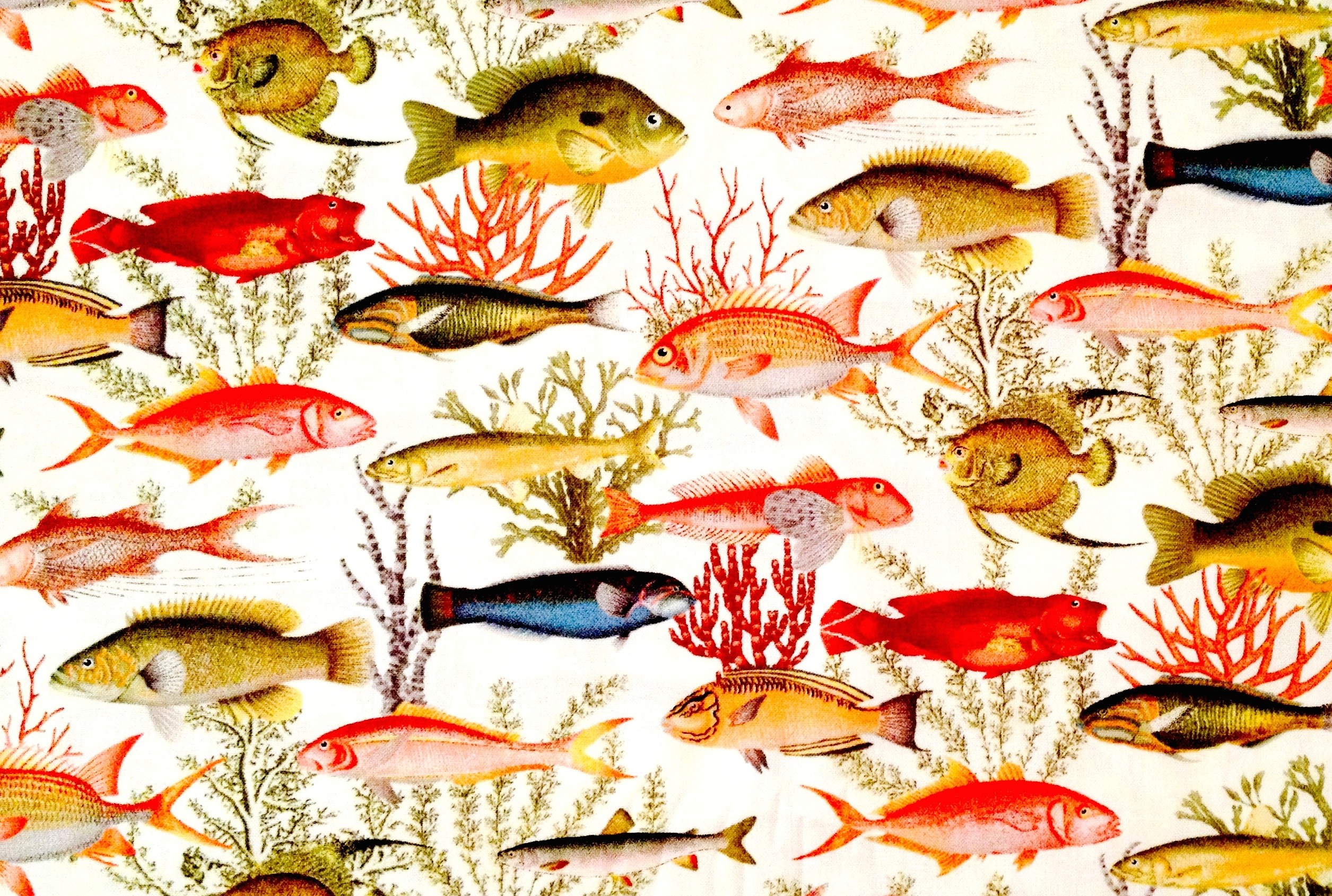 Poissons coraux